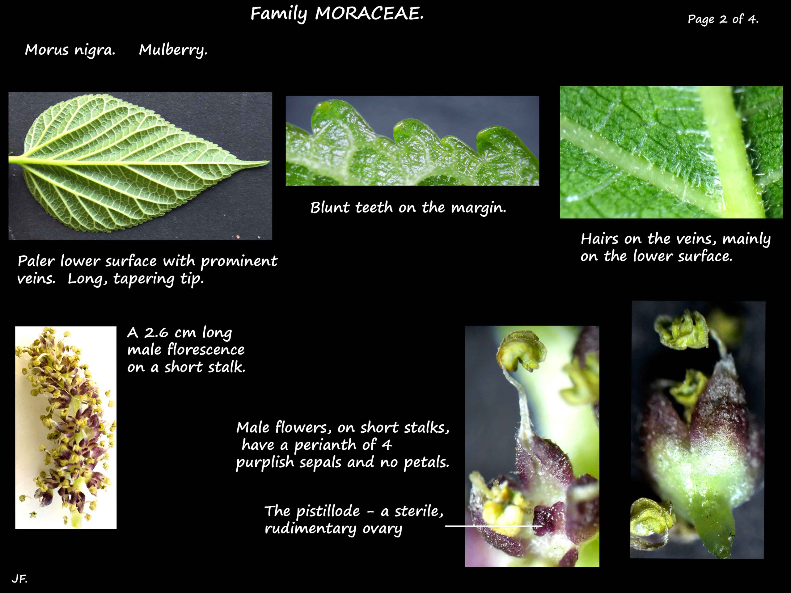 2 Morus nigra leaf hairs